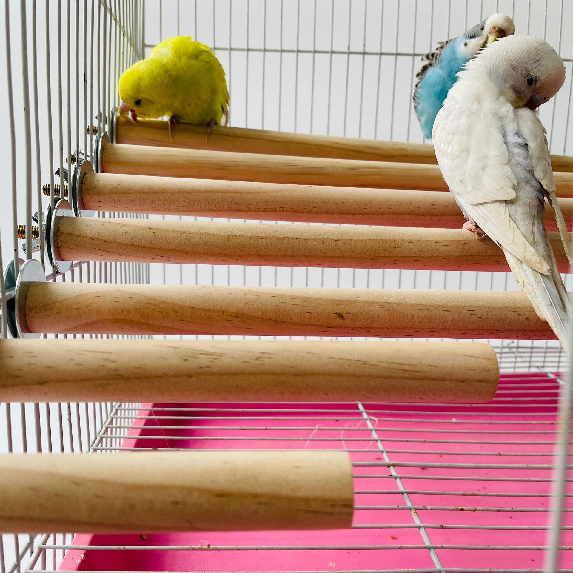Pet X Supplies & Tack Reviews - Parrot Pet Raw Standing Stick Wood