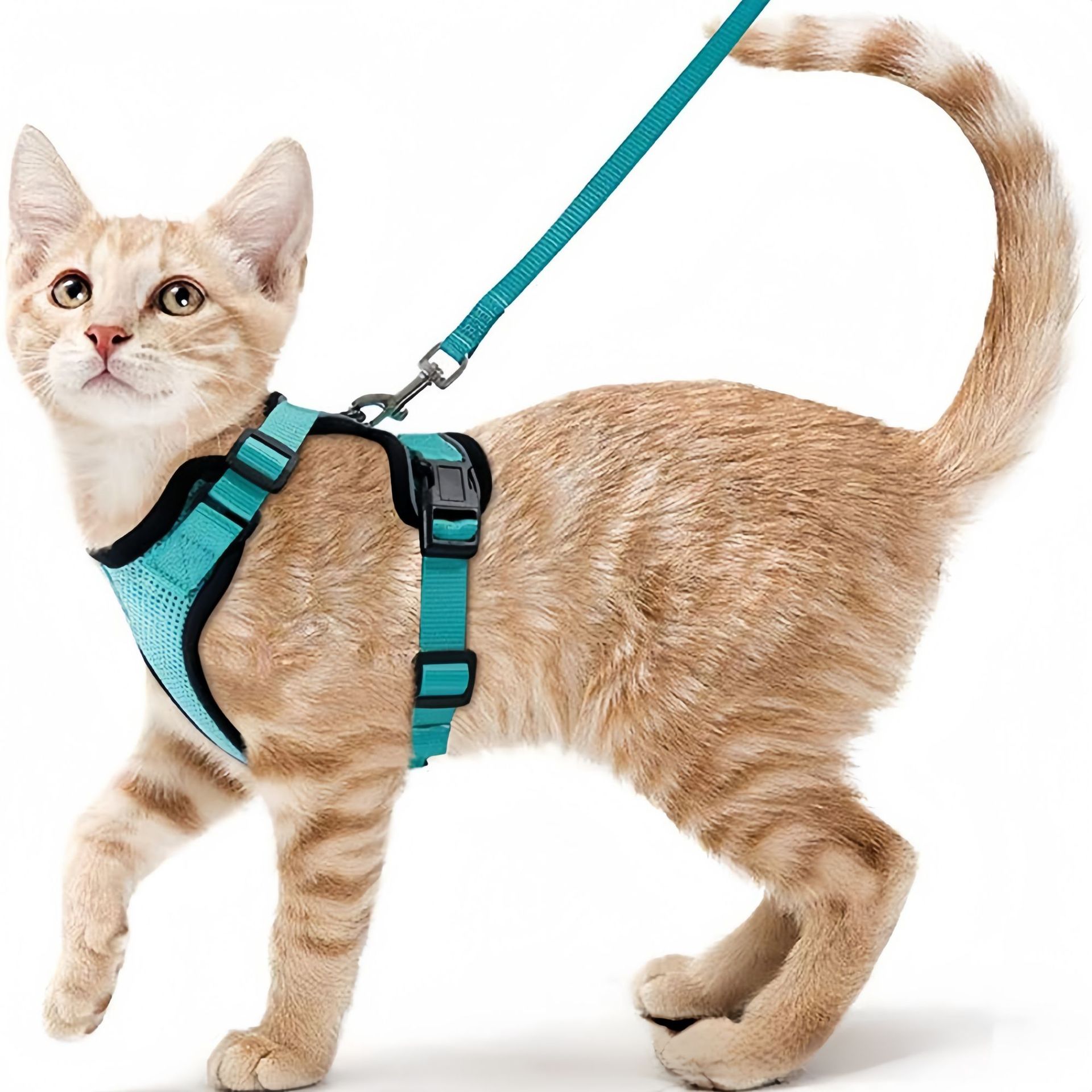 Amazon pet chest strap cat ref - Pet Supplies Amazon recension och pris