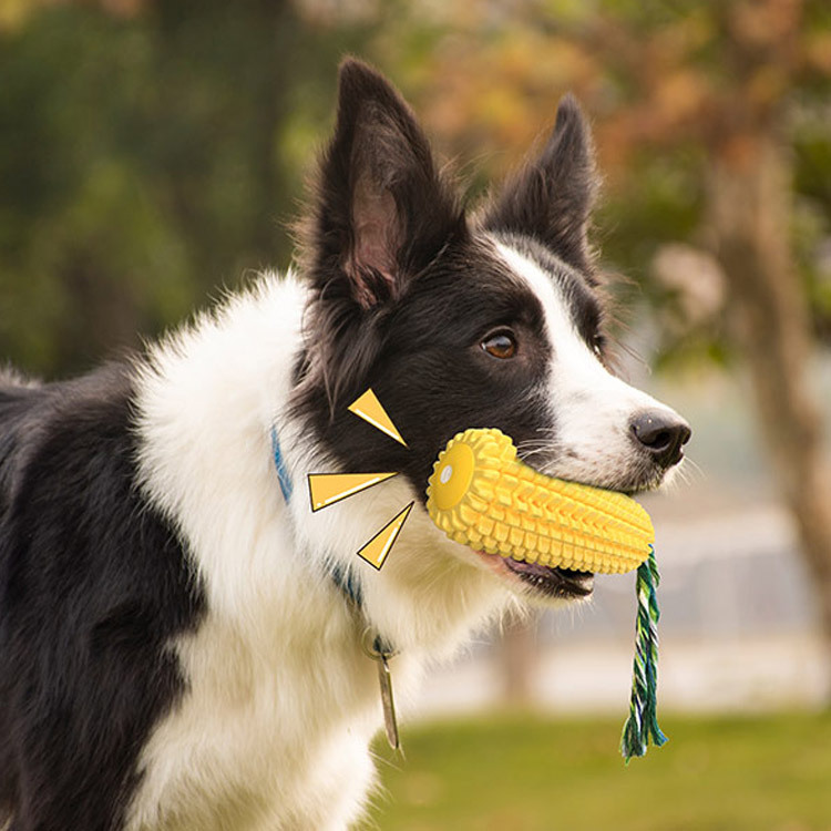 Squeaky Corn Dog Toothbrush Pe - Pet Supplies Amazon recension och pris